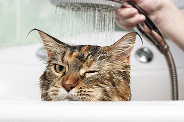 šampony a kondicionéry pro kočky